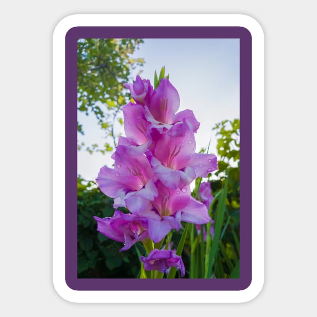 gladiolus Sticker by psychoshadow